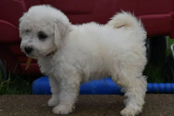 adorabili cuccioli di cocker spaniel femminucce e maschietti disponibili per l'adozione gratuita i c