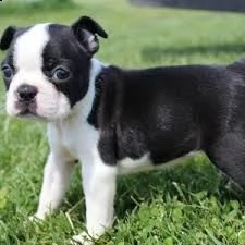 cucciolo di boston terrier tenerissimi intrigantissimi e buonissimi di 70 giorni sia maschi che femm