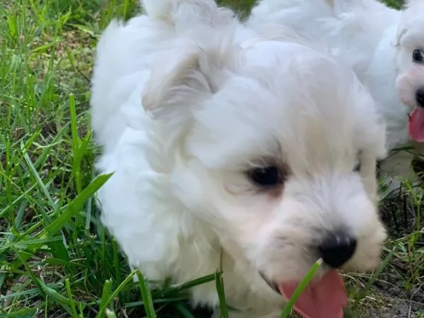 Cuccioli maltesi toy | Foto 4