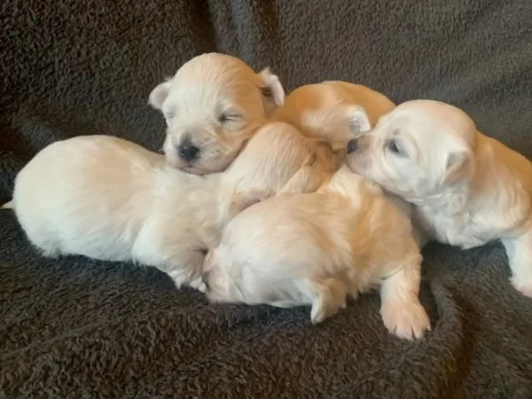 Cuccioli maltesi toy | Foto 0