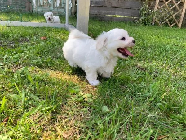 Cuccioli maltesi toy | Foto 4