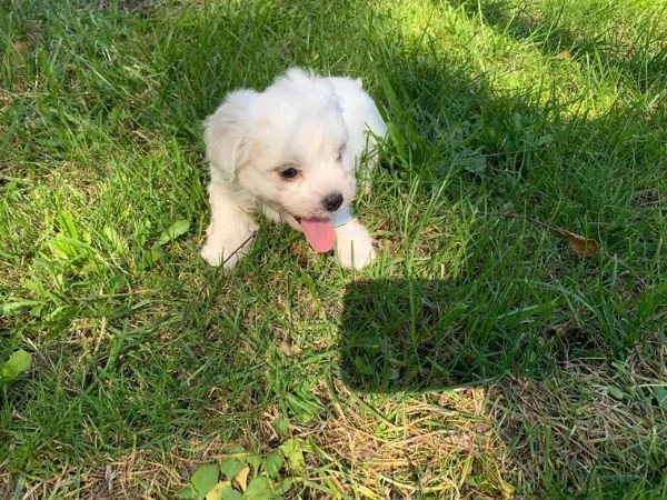 Cuccioli maltesi toy | Foto 3