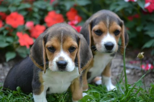 CUCCIOLI BEAGLE TRICOLORE | Foto 2