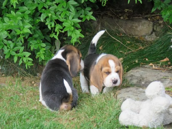 CUCCIOLI BEAGLE TRICOLORE