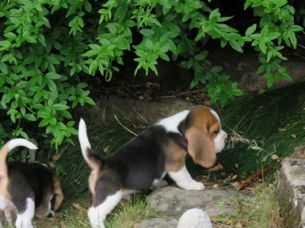 CUCCIOLI BEAGLE TRICOLORE | Foto 1