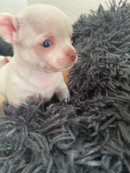 Cuccioli di chihuahua testa di mela | Foto 2