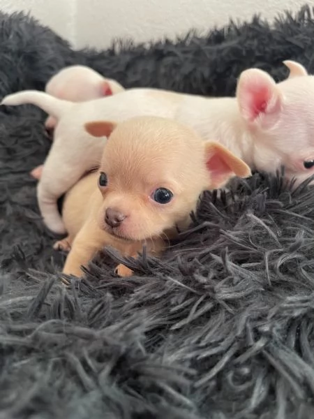 Cuccioli di chihuahua testa di mela | Foto 1