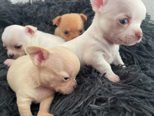 Cuccioli di chihuahua testa di mela | Foto 1