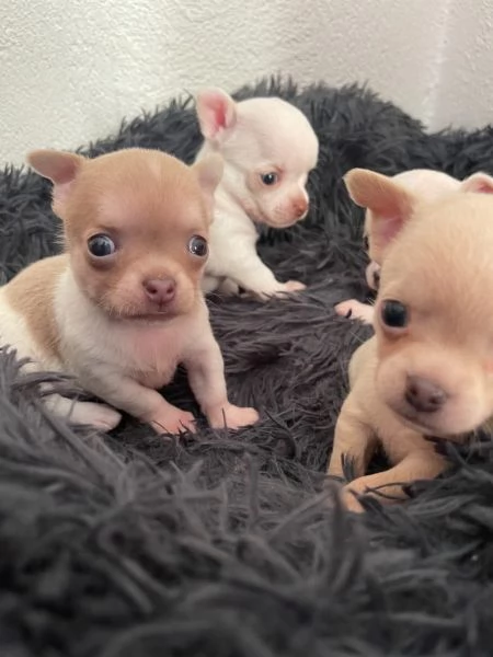 Cuccioli di chihuahua testa di mela | Foto 1