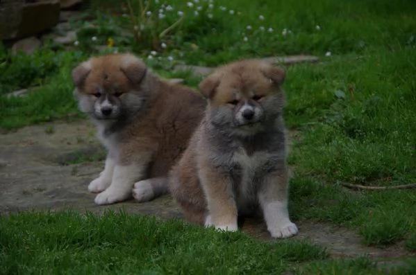 prendo subito una akita inu cucciola