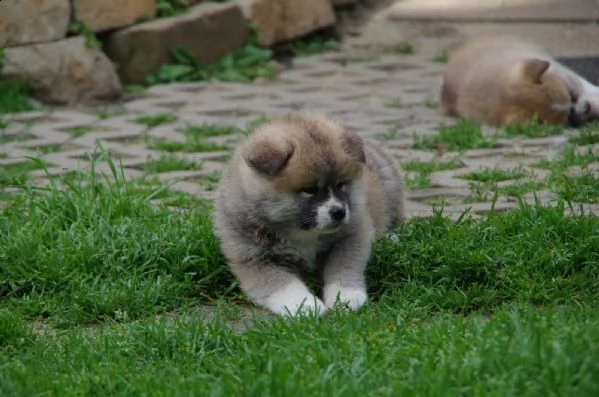 prendo subito una akita inu cucciola | Foto 0