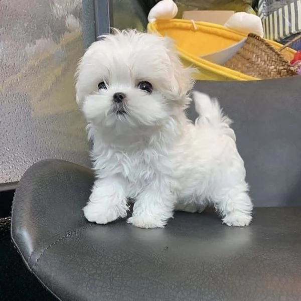 regalo maltese 