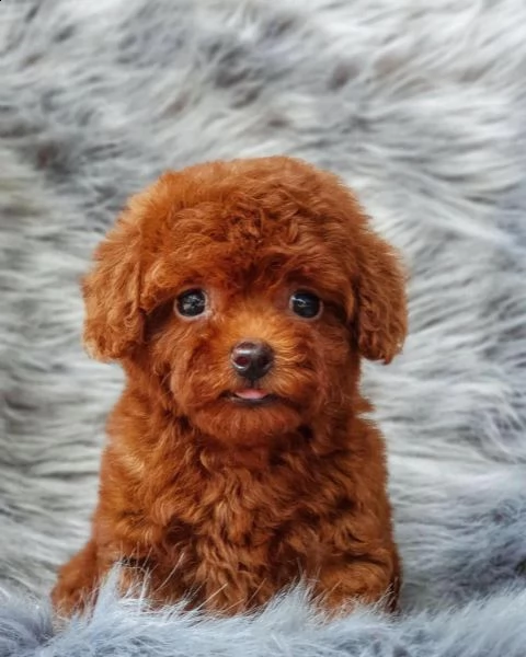 cuccioli barboncini toy piccoli 