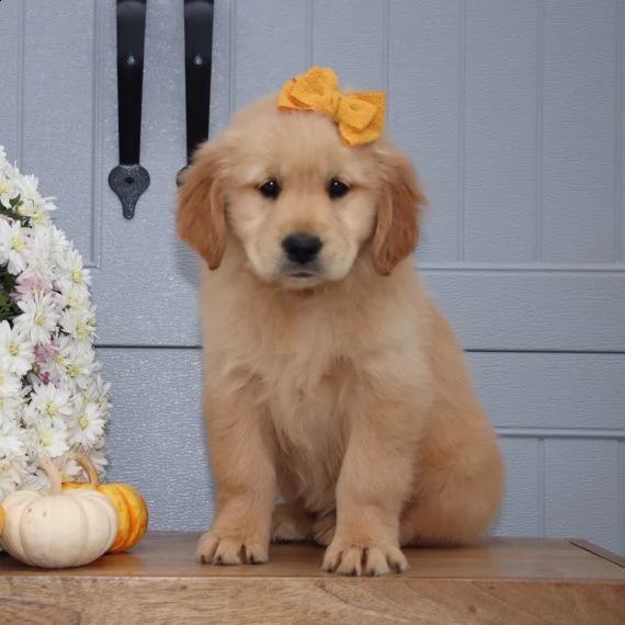 regarlo golden retriever cuccioli