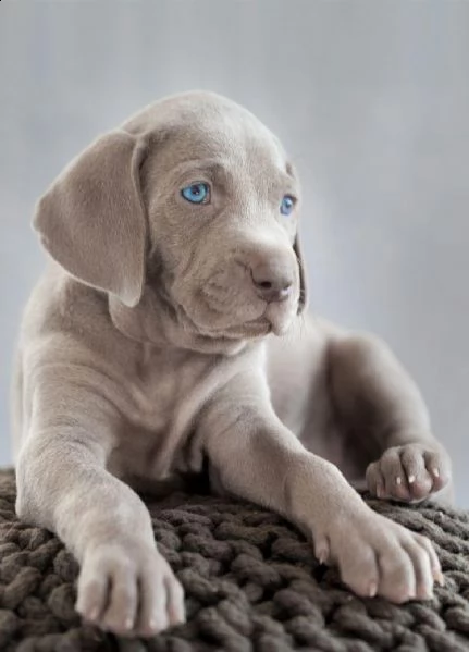  regalo cuccioli weimaraner ciao siamo un piccolo allevamento amatoriale abbiamo a disposizone degli