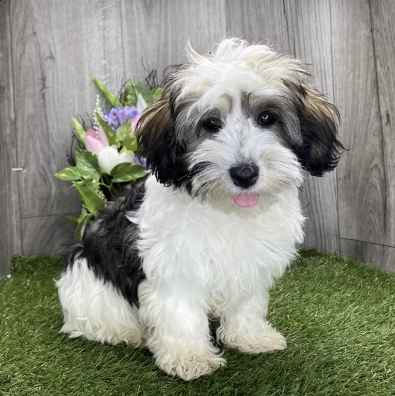  adorabili bambini havanese