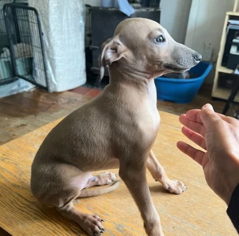 due levriero italiano cuccioli | Foto 0