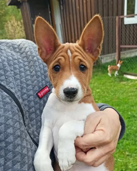 basenji