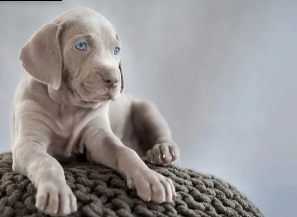 weimaraner