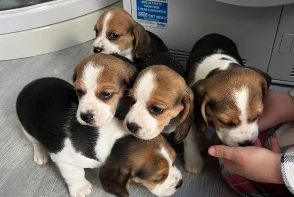 simpatici cuccioli di beagle. | Foto 1