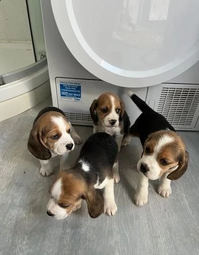 simpatici cuccioli di beagle. | Foto 0