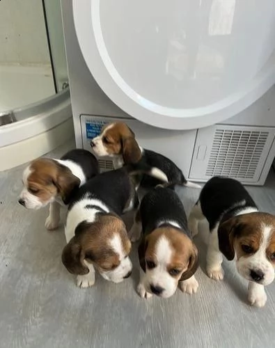 simpatici cuccioli di beagle.