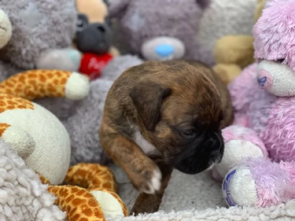 cuccioli di boxer | Foto 0