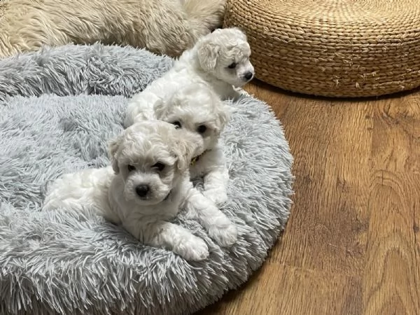 cuccioli di bichon frise di 90 giorni | Foto 1