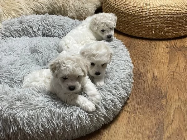 cuccioli di bichon frise di 90 giorni