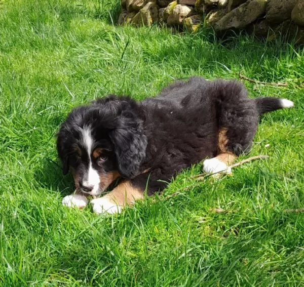 Cuccioli di Bovaro del Bernese | Foto 0