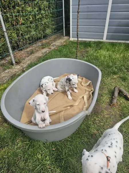 Meravigliosa Cucciolata di Dalmata | Foto 3