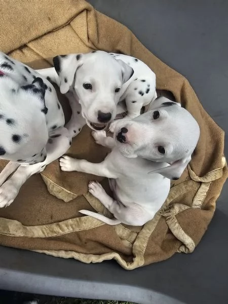 Meravigliosa Cucciolata di Dalmata | Foto 2