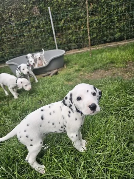 Meravigliosa Cucciolata di Dalmata