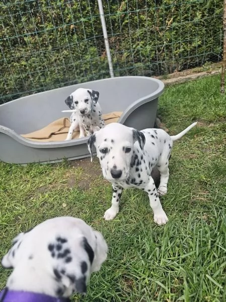 Meravigliosa Cucciolata di Dalmata | Foto 1