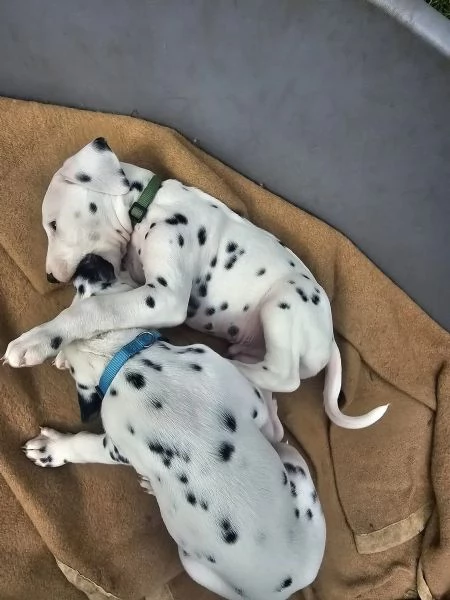 Meravigliosa Cucciolata di Dalmata | Foto 0