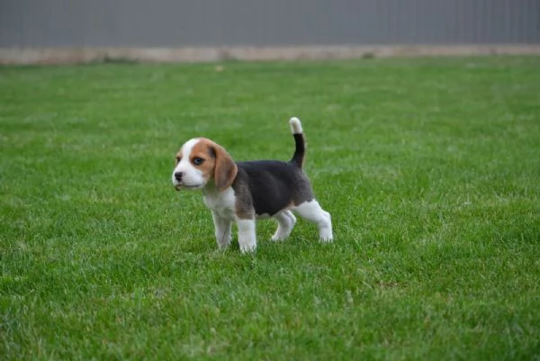 Bellissimi cuccioli di beagle in attesa di reinserimento | Foto 2