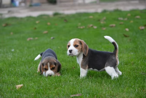 Bellissimi cuccioli di beagle in attesa di reinserimento