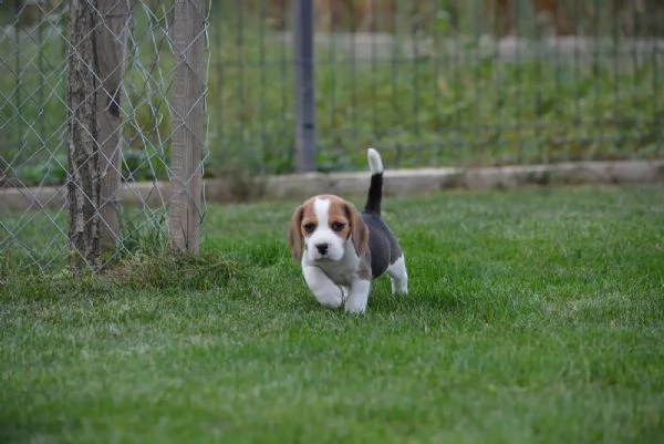 Bellissimi cuccioli di beagle in attesa di reinserimento | Foto 1