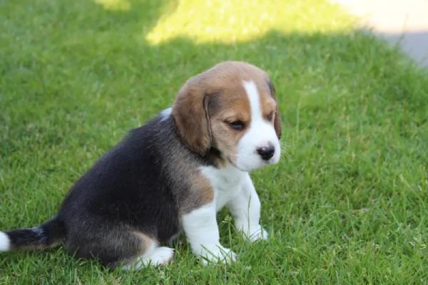 Bellissimi cuccioli di beagle in attesa di reinserimento | Foto 0