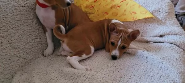 Bellissimi cuccioli Basenji (2 maschi, 2 femmine) - pronti per essere | Foto 2