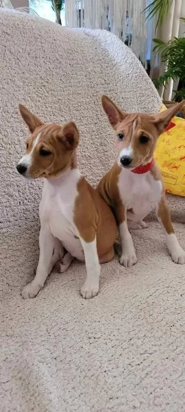 Bellissimi cuccioli Basenji (2 maschi, 2 femmine) - pronti per essere