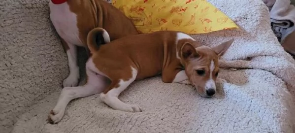 Bellissimi cuccioli Basenji (2 maschi, 2 femmine) - pronti per essere | Foto 1