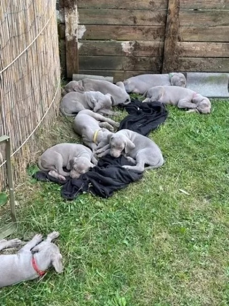 Cuccioli Weimaraner blu. Di razza | Foto 2