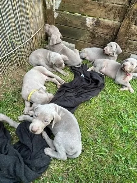 Cuccioli Weimaraner blu. Di razza