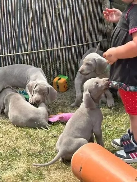 Cuccioli Weimaraner blu. Di razza | Foto 1