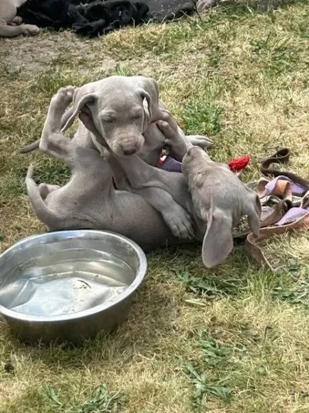 Cuccioli Weimaraner blu. Di razza | Foto 0