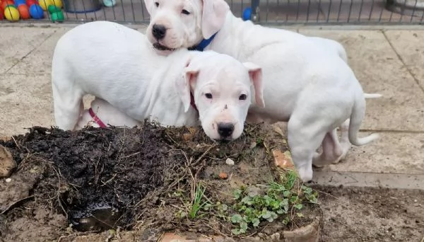 Cuccioli di Dogo Argentino alla ricerca della loro nuova casa