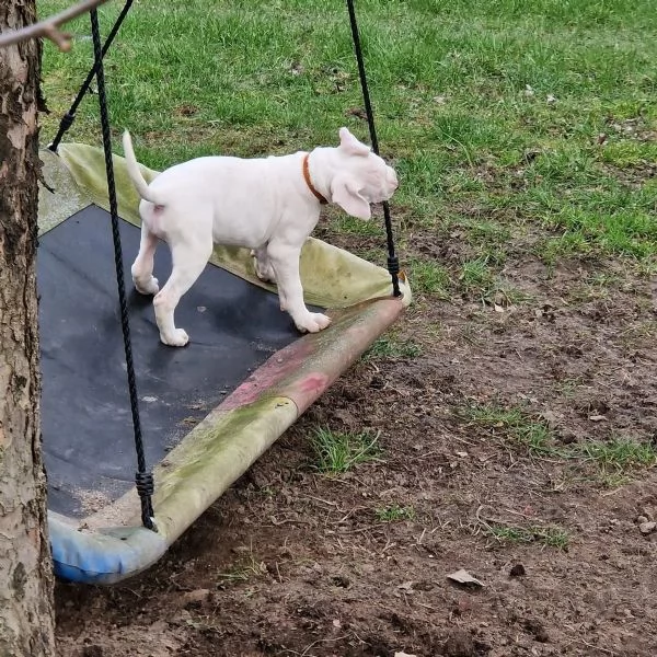 Cuccioli di Dogo Argentino alla ricerca della loro nuova casa | Foto 1