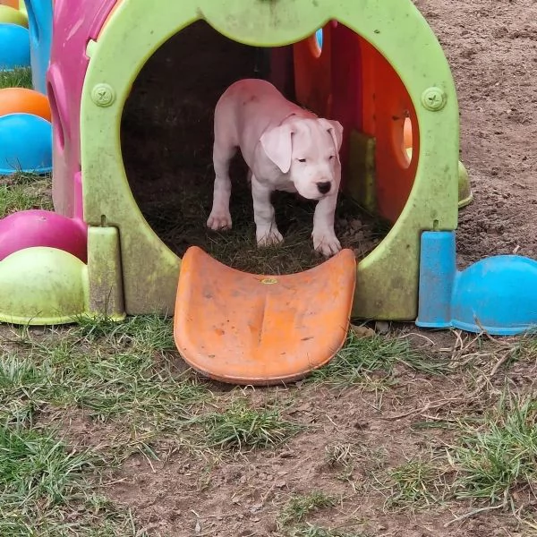 Cuccioli di Dogo Argentino alla ricerca della loro nuova casa | Foto 0