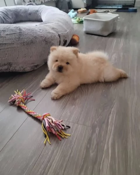 Stupendi cuccioli di Chow Chow | Foto 2